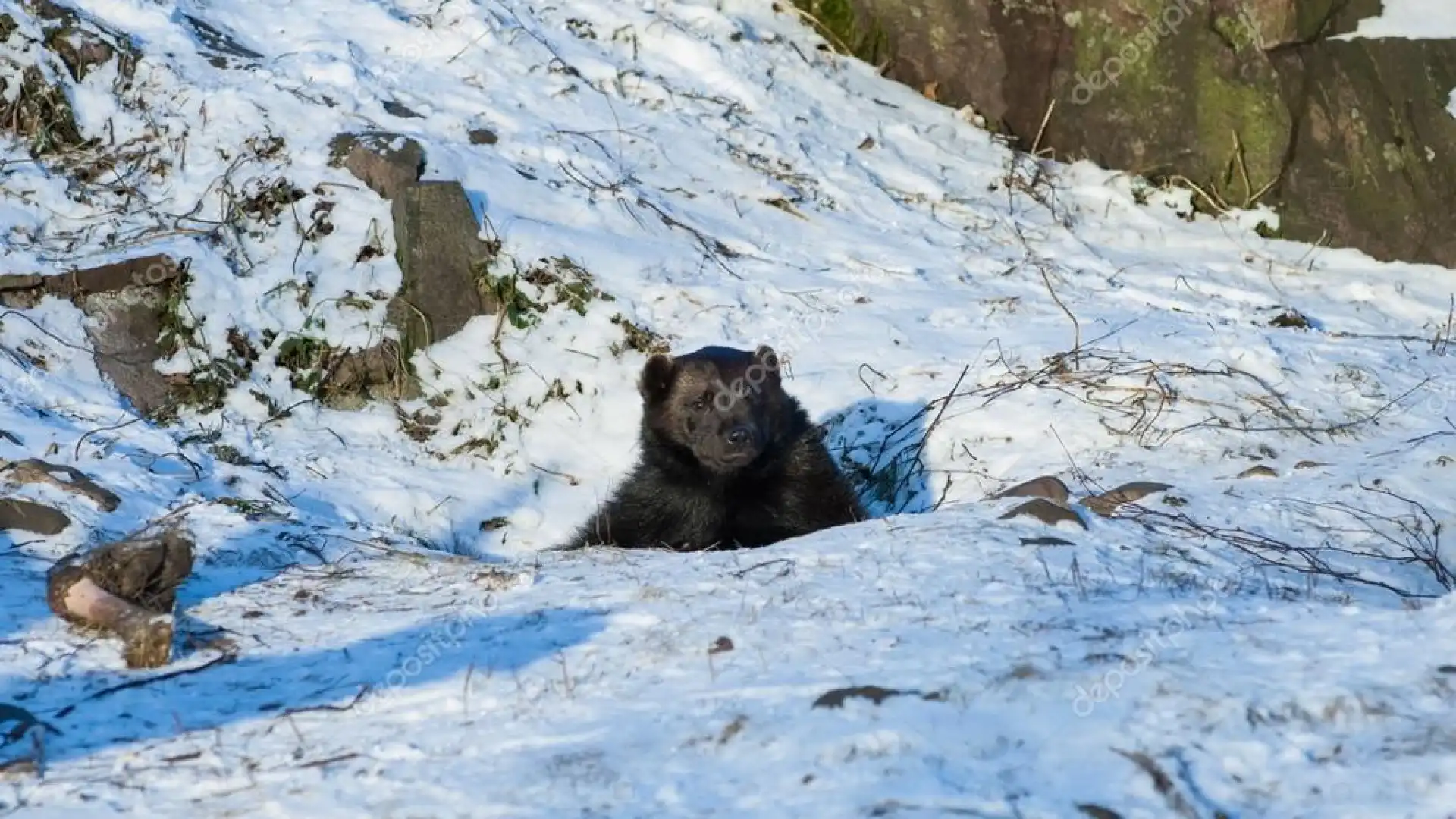 Basta incursioni nelle terre dell’Orso !